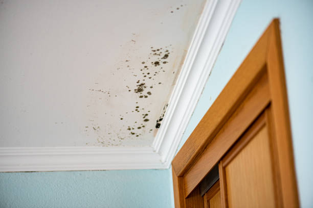 Best Basement Mold Remediation in Mattoon, IL