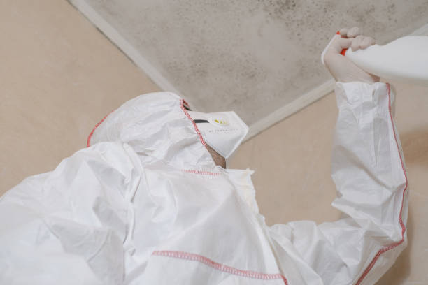 Best Crawl Space Mold Remediation in Mattoon, IL