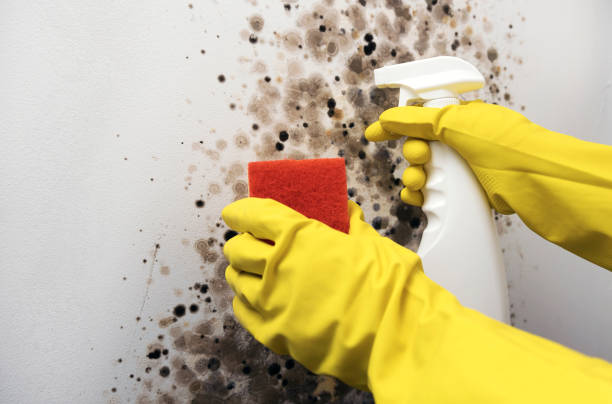 Best White Mold Remediation in Mattoon, IL
