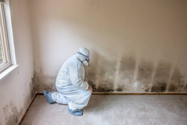 Best Basement Mold Remediation in Mattoon, IL