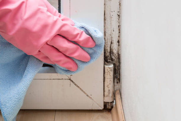 Best Residential Mold Remediation in Mattoon, IL
