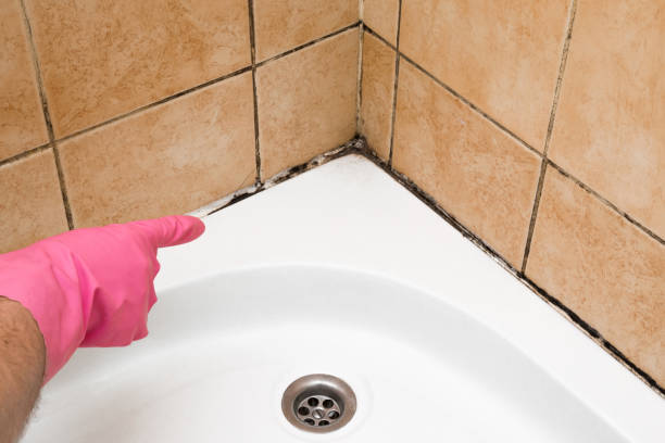 Best DIY Mold Remediation Support Services in Mattoon, IL